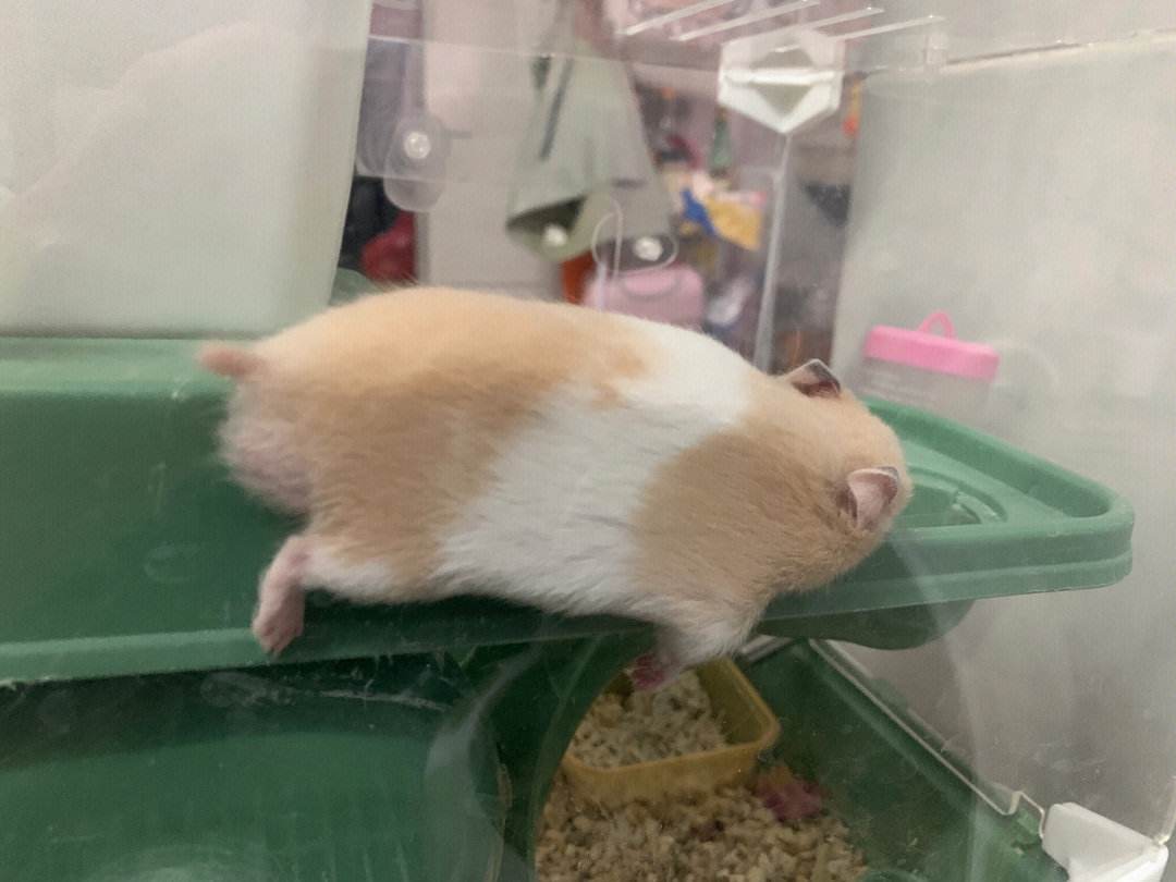 坨是什么意思(大冰坨是什么意思)