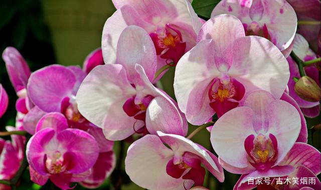 盎然怎么读(恣意盎然怎么读)