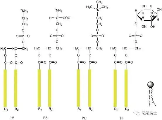 磷脂是什么(磷脂是什么提取的) 磷脂是什么(磷脂是什么提取的)