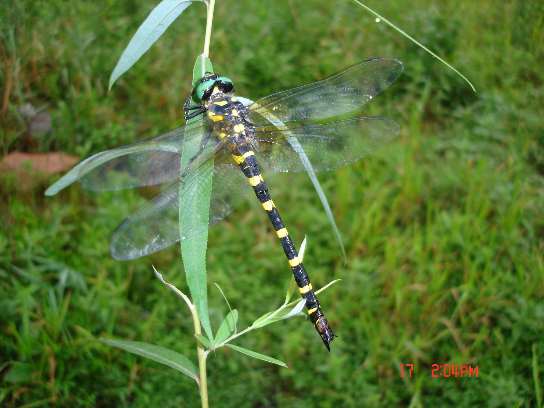 蜻蜓的蜓怎么写(停怎么写蜻蜓的蜓怎么写) 蜻蜓的蜓怎么写(停怎么写蜻蜓的蜓怎么写)