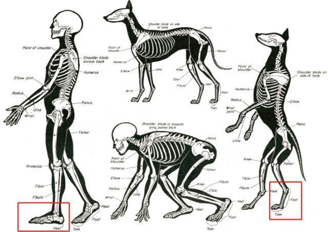 跖行(跖行足的定义) 跖行(跖行足的定义)
