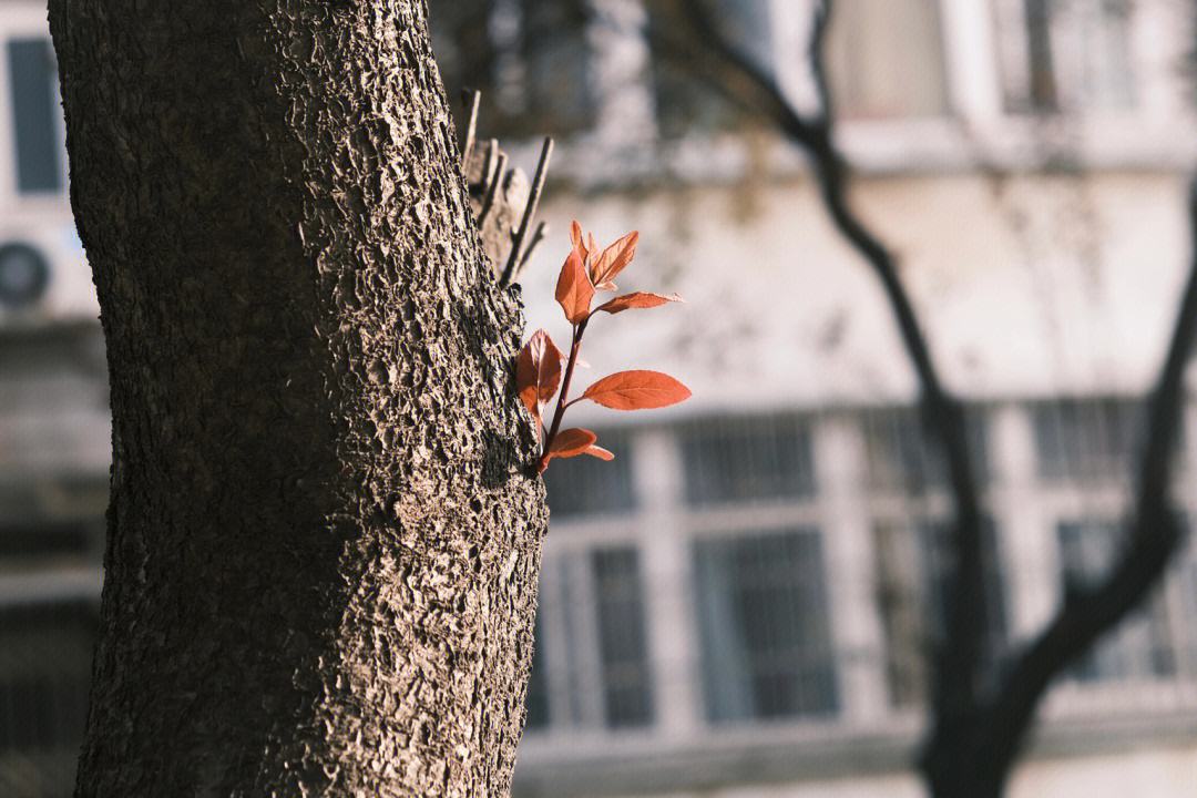 百无聊赖的近义词(百无聊赖的近义词和反义词) 百无聊赖的近义词(百无聊赖的近义词和反义词)