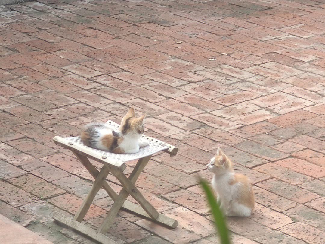 犄角旮旯是什么意思(魃魈魁鬾是什么意思啊) 犄角旮旯是什么意思(魃魈魁鬾是什么意思啊)