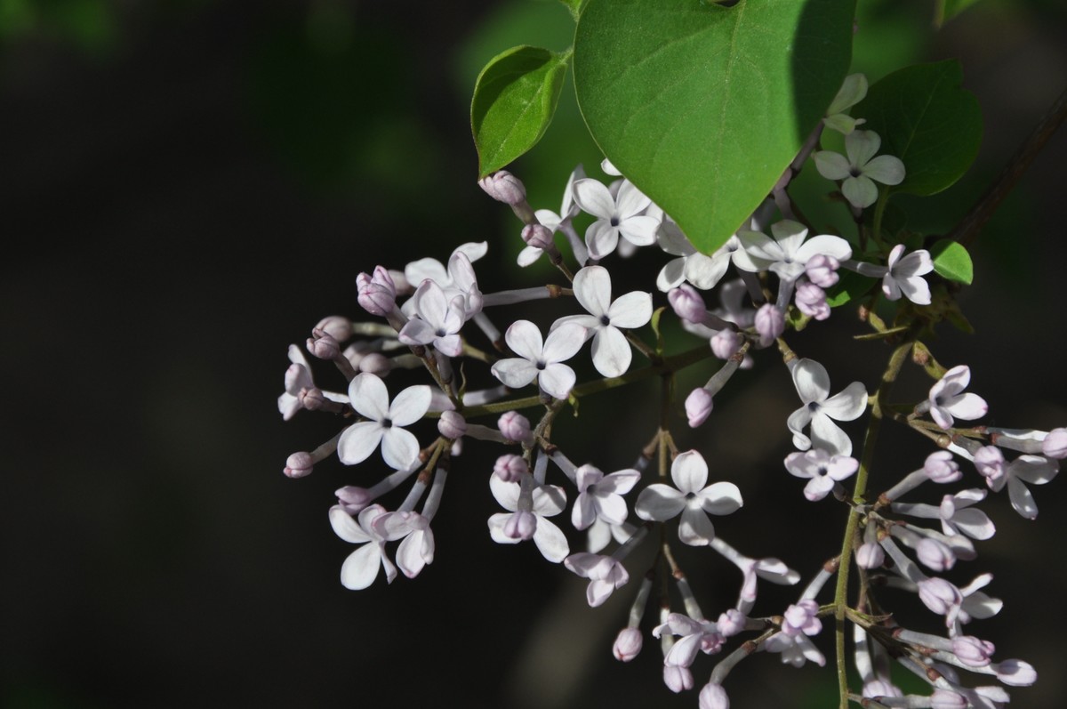 wyi(wyiyun网易云游戏) wyi(wyiyun网易云游戏)