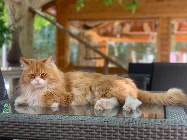 盹怎么读(盹怎么读拼音怎么写)