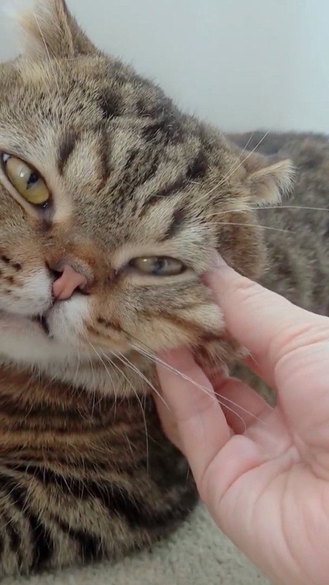 捏它(捏它弹幕)