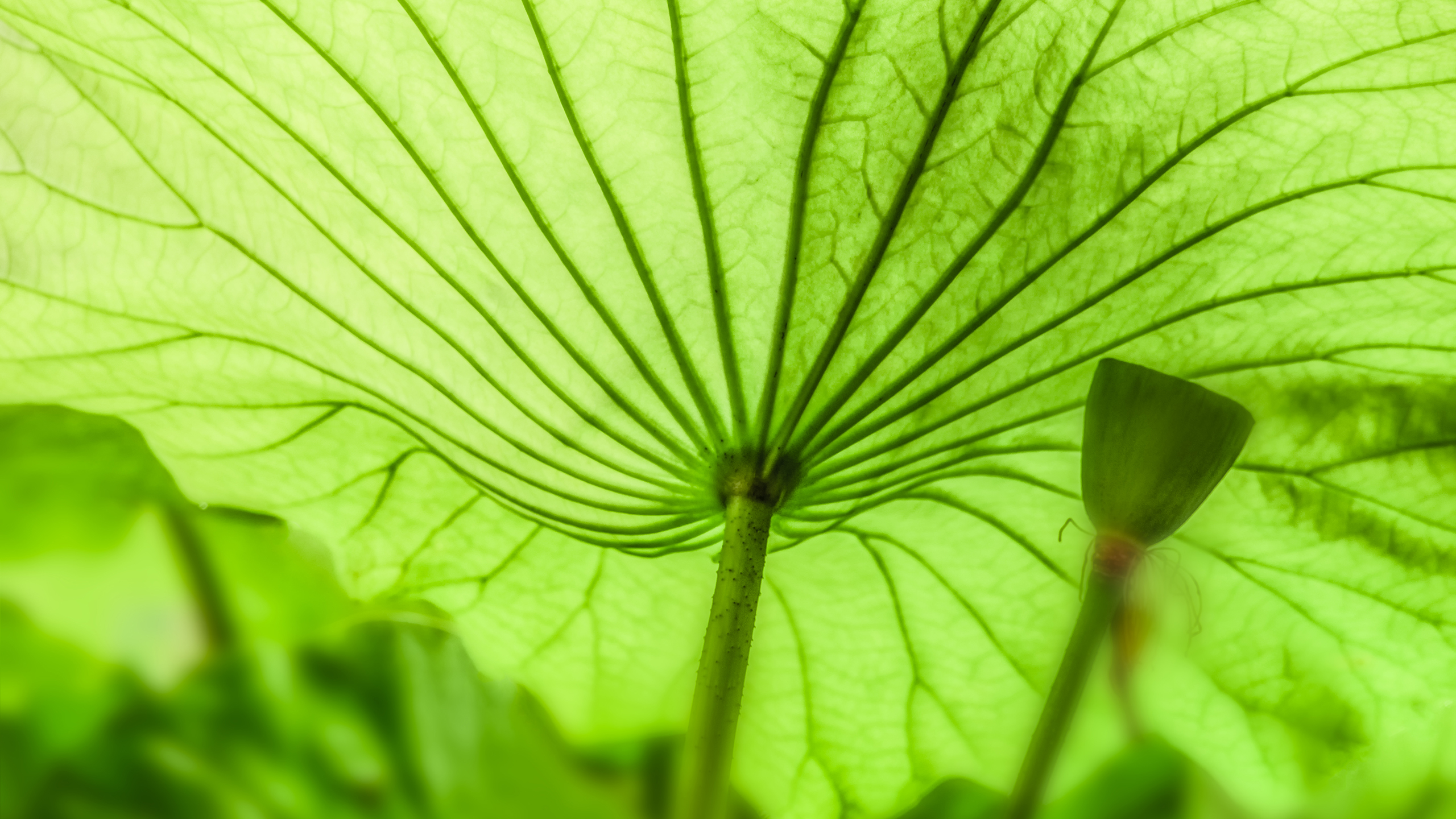 绿意盎然(绿意盎然的意思解释)