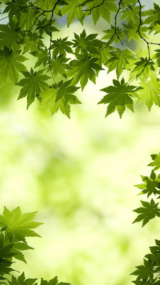 绿意盎然(绿意盎然的意思解释)