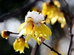 蜡的笔顺(蜡的笔顺笔画顺序)