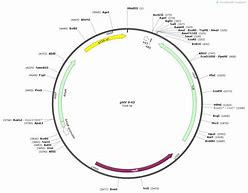 质粒是什么(Ti质粒是什么) 质粒是什么(Ti质粒是什么)