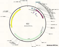 质粒是什么(Ti质粒是什么) 质粒是什么(Ti质粒是什么)