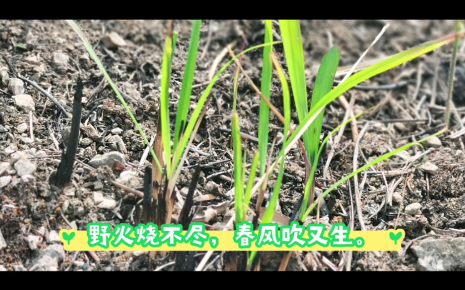 野火烧不尽(野火烧不尽春风吹又生的意思) 野火烧不尽(野火烧不尽春风吹又生的意思)