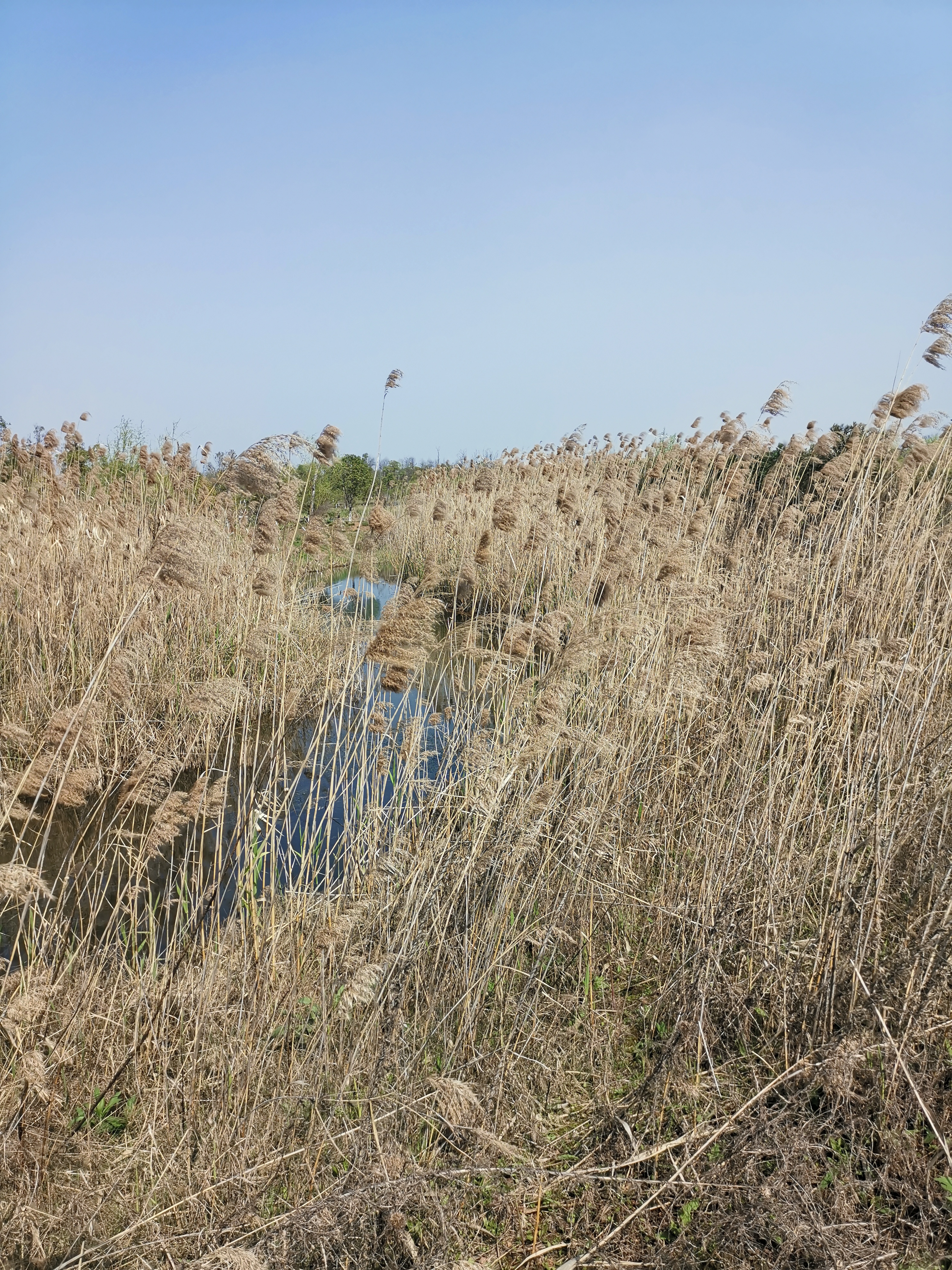 野火烧不尽(野火烧不尽春风吹又生的意思) 野火烧不尽(野火烧不尽春风吹又生的意思)