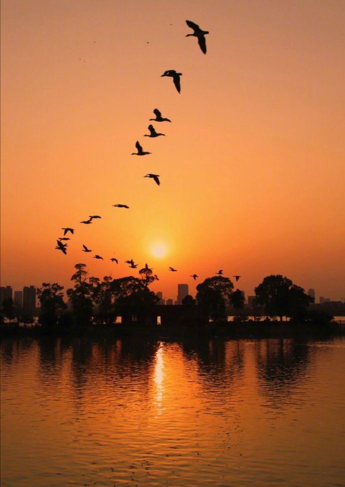 孤鹜读音(孤鹜的读音) 孤鹜读音(孤鹜的读音)