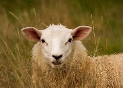 sheep翻译(they're sheep翻译) sheep翻译(they're sheep翻译)