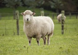 sheep翻译(they're sheep翻译) sheep翻译(they're sheep翻译)