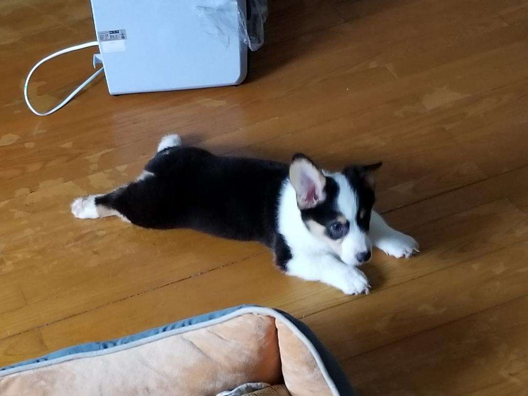 趴的意思(跋山涉水的意思) 趴的意思(跋山涉水的意思)