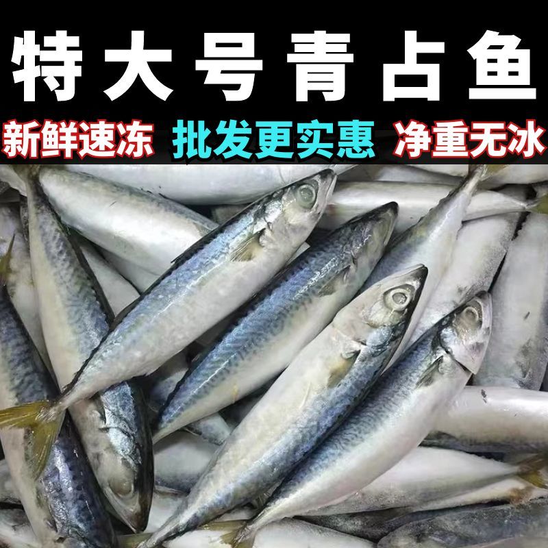 鲐(鲐鲅鱼) 鲐(鲐鲅鱼)