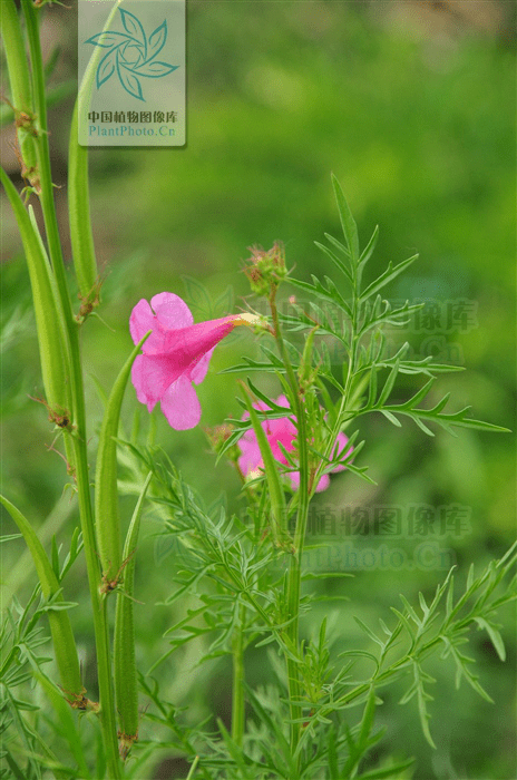 莪蒿(莪蒿拼音) 莪蒿(莪蒿拼音)