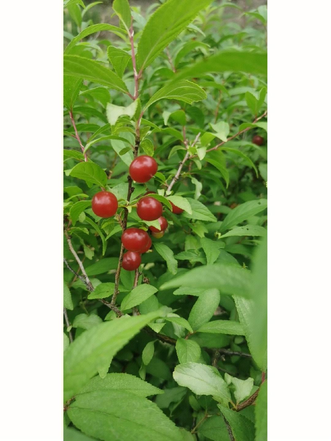 子(子字五行属什么) 子(子字五行属什么)