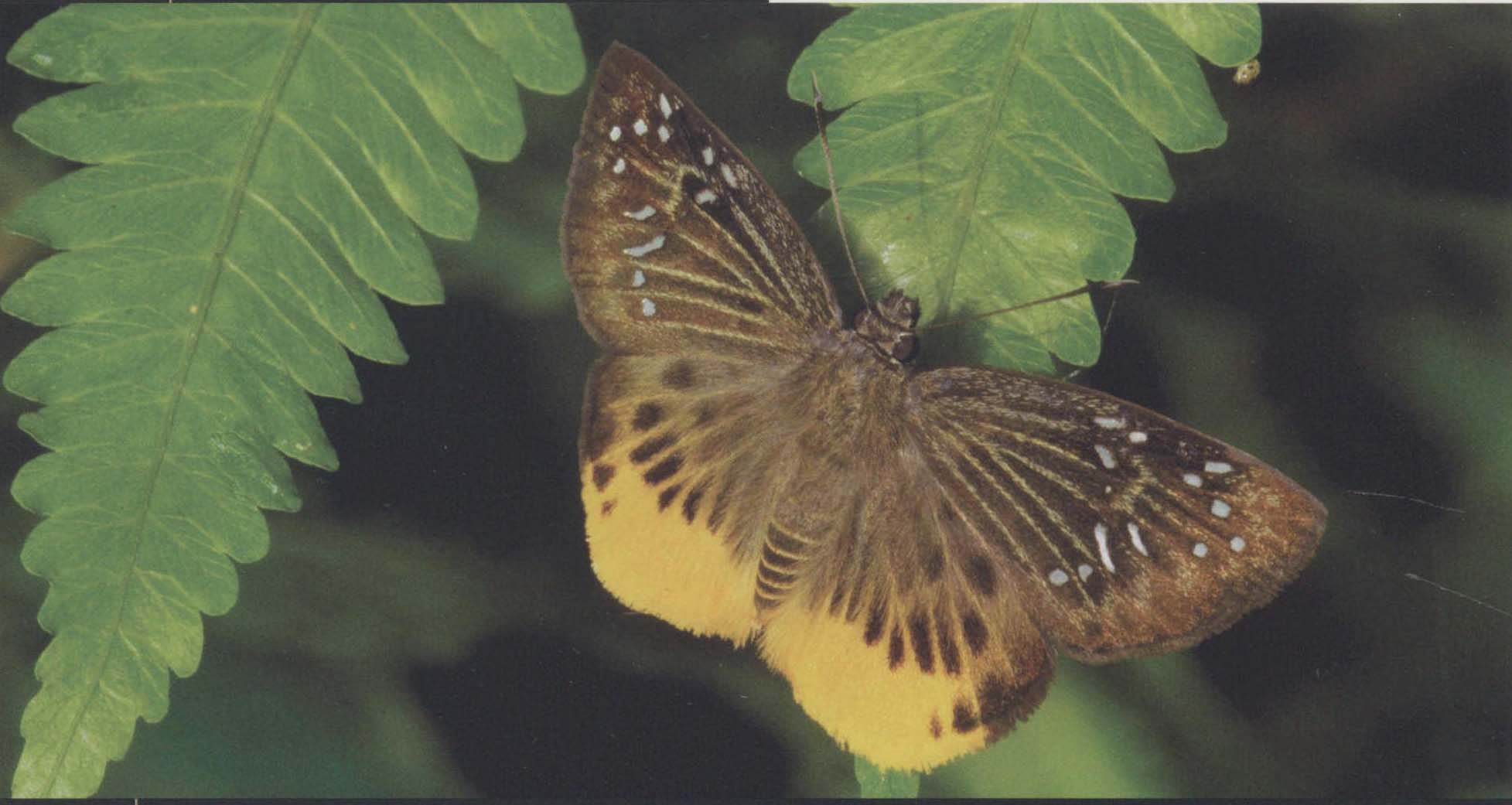 翅脉(翅脉是什么意思) 翅脉(翅脉是什么意思)