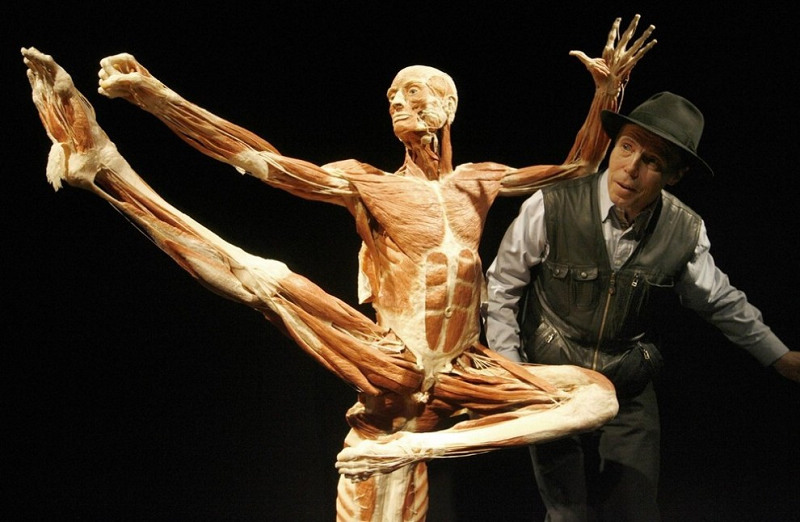 塑化(塑化标本是真人吗) 塑化(塑化标本是真人吗)