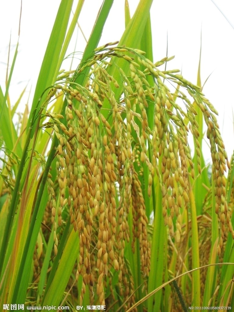 稻谷是什么(稻谷是什么颜色的) 稻谷是什么(稻谷是什么颜色的)