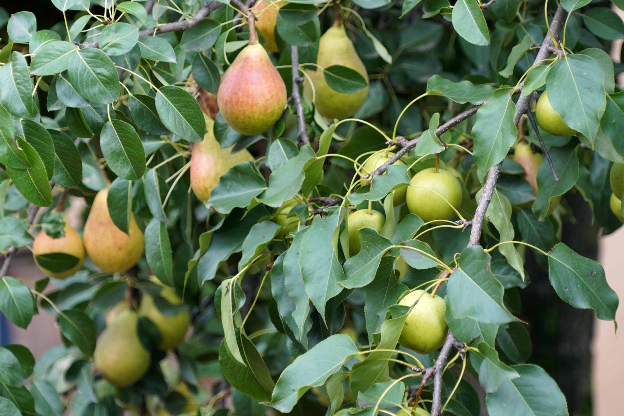 芥蒂什么意思(我们之间有芥蒂什么意思)