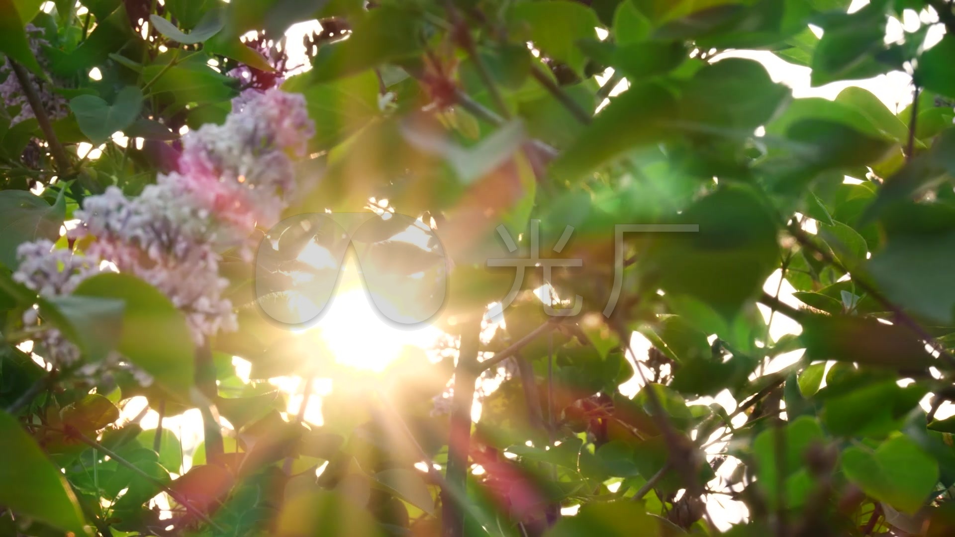 阳光灿烂(阳光灿烂的日子中马小军长大成人的标志是)