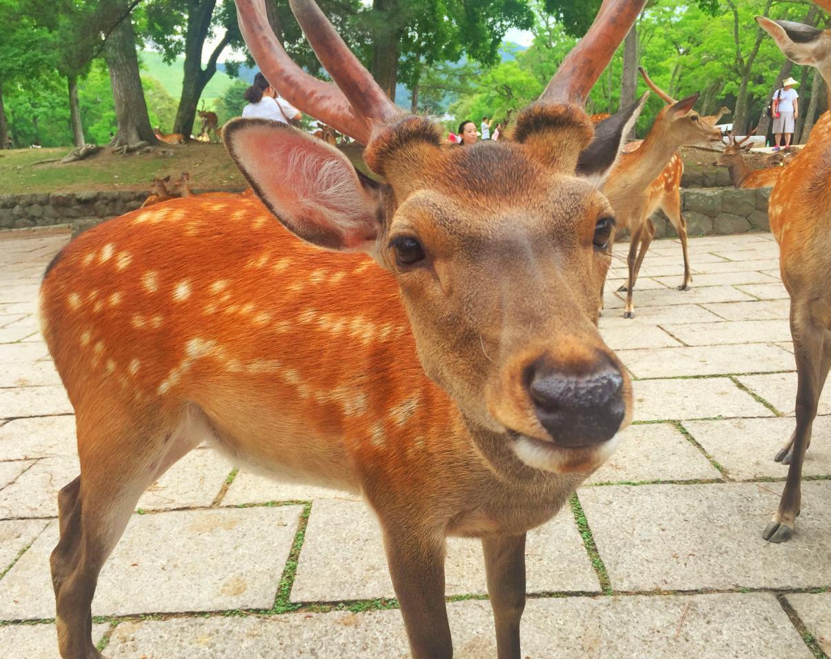小鹿的鹿怎么写(小鹿的鹿怎么写绿的壁纸吗) 小鹿的鹿怎么写(小鹿的鹿怎么写绿的壁纸吗)