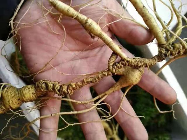 野素(野素受难记)