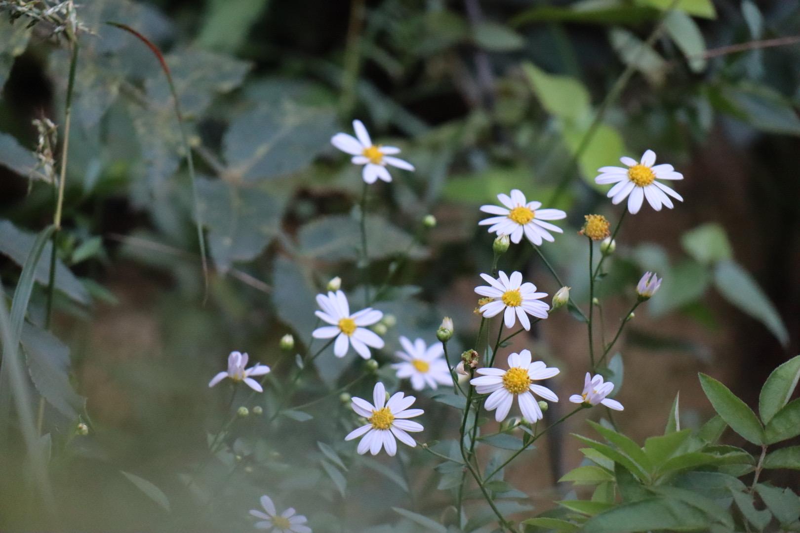 野素(野素受难记)