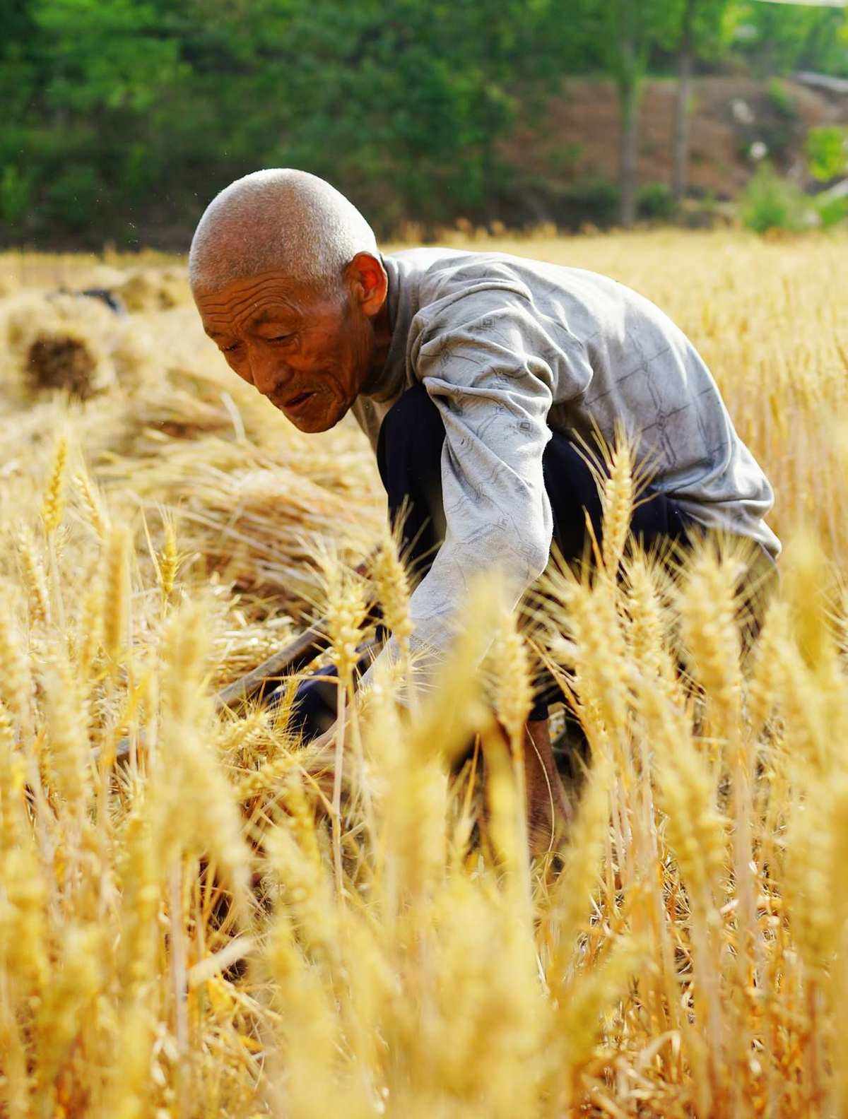 扁担的拼音(扁担的拼音是什么) 扁担的拼音(扁担的拼音是什么)