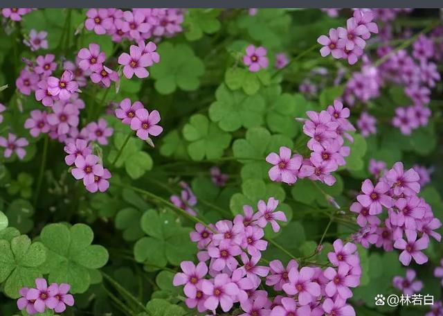 酢怎么读音(酢怎么读音正确) 酢怎么读音(酢怎么读音正确)