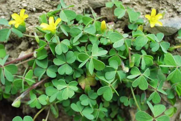 酢怎么读音(酢怎么读音正确) 酢怎么读音(酢怎么读音正确)