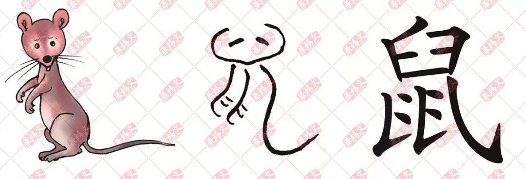 鼠字笔顺(鼠字笔顺视频)