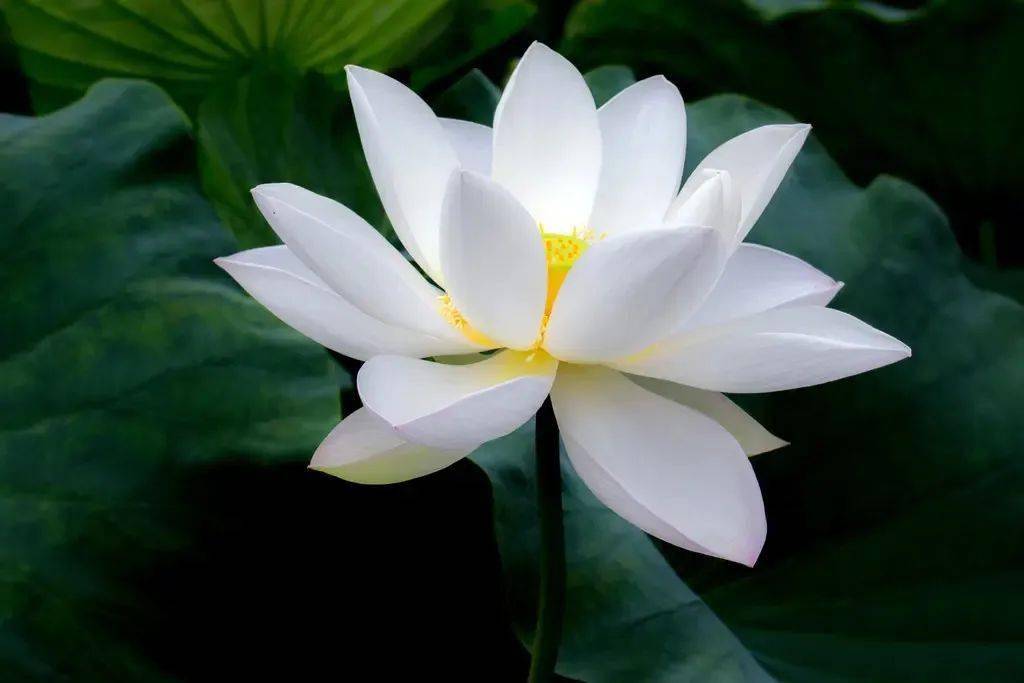 眉清目秀的反义词(眉清目秀的反义词和近义词)