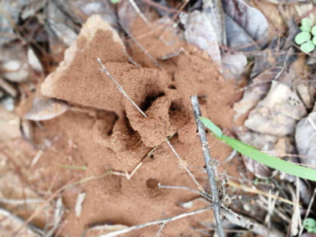 屙怎么读(屙怎么读音) 屙怎么读(屙怎么读音)