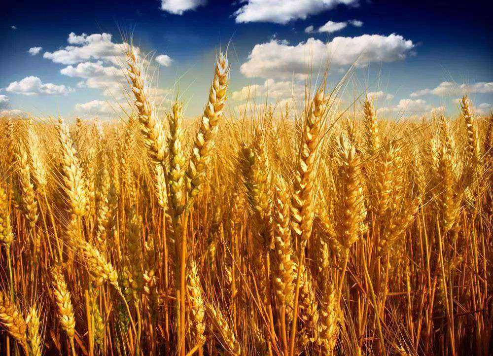 麦(麦穗) 麦(麦穗)