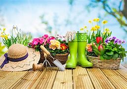 梅怎么写(罗鸿梅怎么写) 梅怎么写(罗鸿梅怎么写)