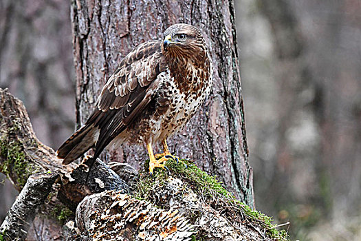 兀鹰(兀鹰堡垒28个单位收集)