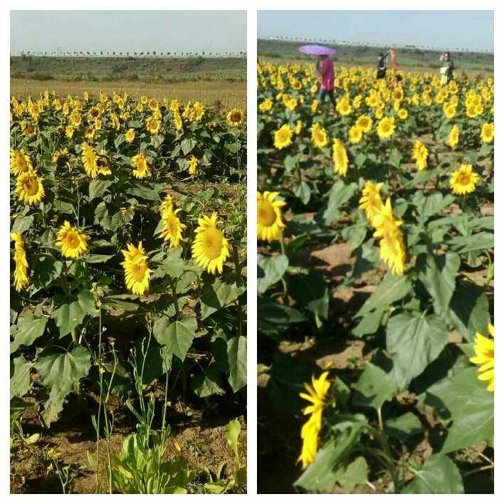 朝气蓬勃的拼音(朝气蓬勃的拼音怎么拼)