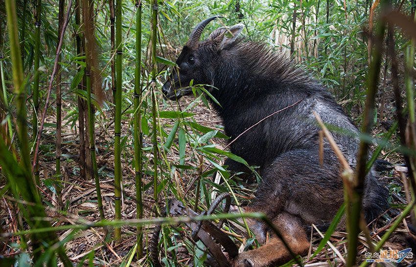 鬃怎么读(鬃怎么读什么意思) 鬃怎么读(鬃怎么读什么意思)