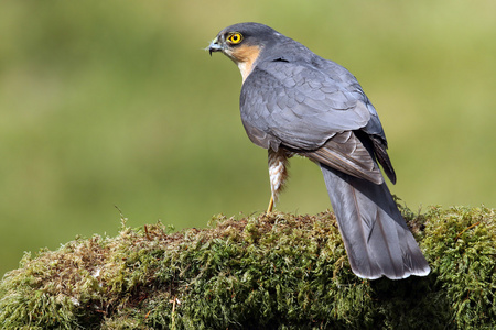 acci(accident) acci(accident)