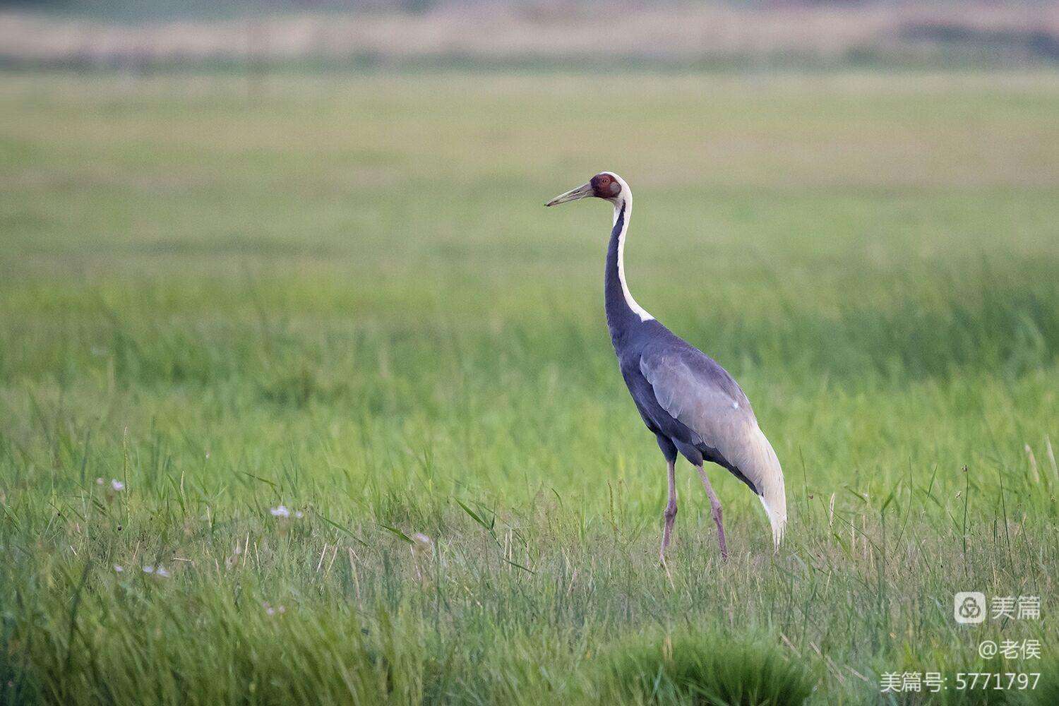 簑(簑衣和蓑衣) 簑(簑衣和蓑衣)