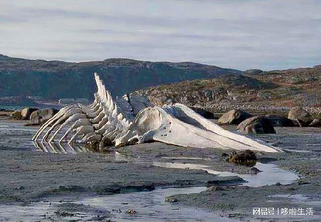 活龙活现(活龙活现是成语吗) 活龙活现(活龙活现是成语吗)