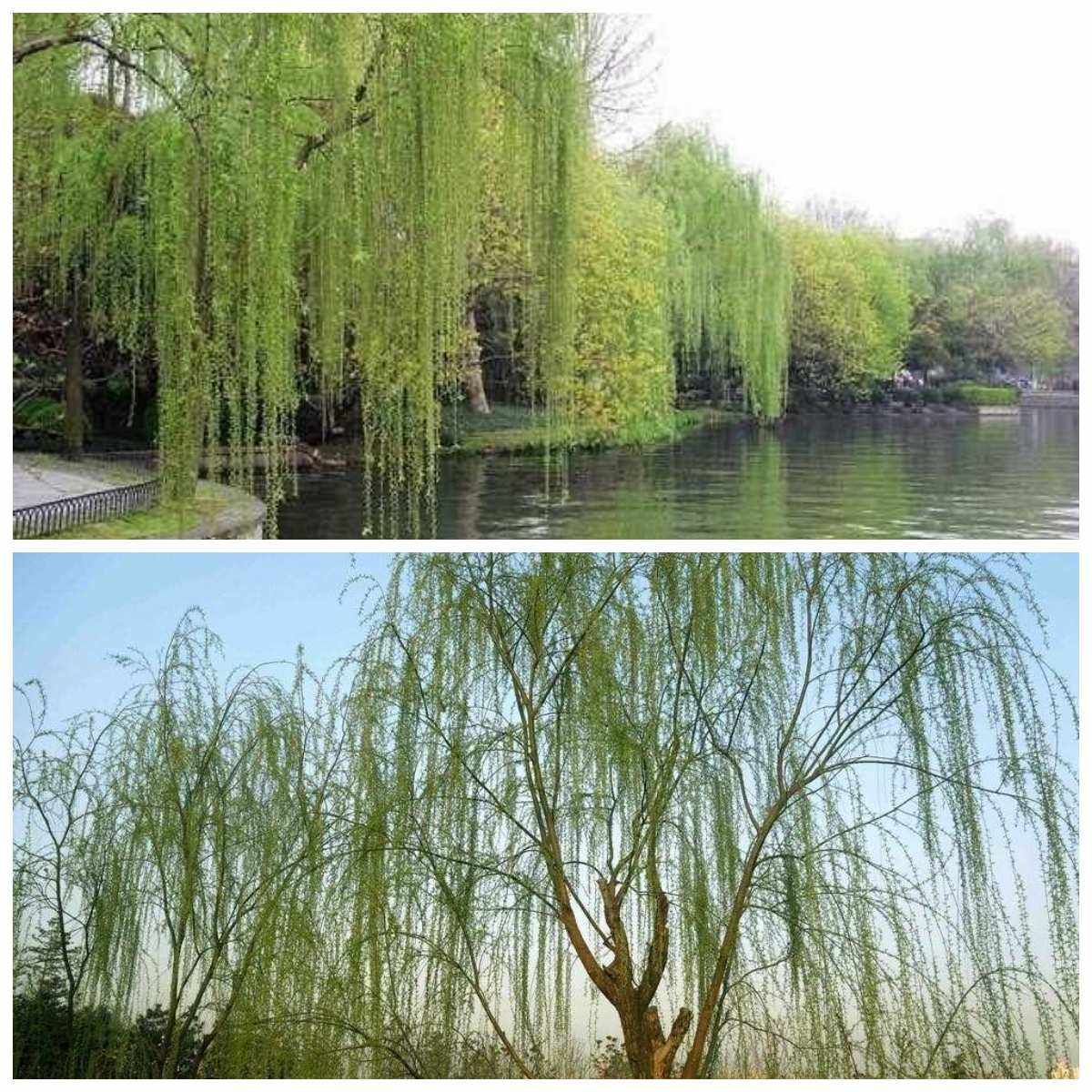 气息的意思(寻找你的气息的意思)