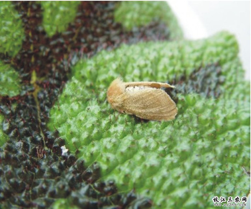 喇子(狗流哈喇子) 喇子(狗流哈喇子)