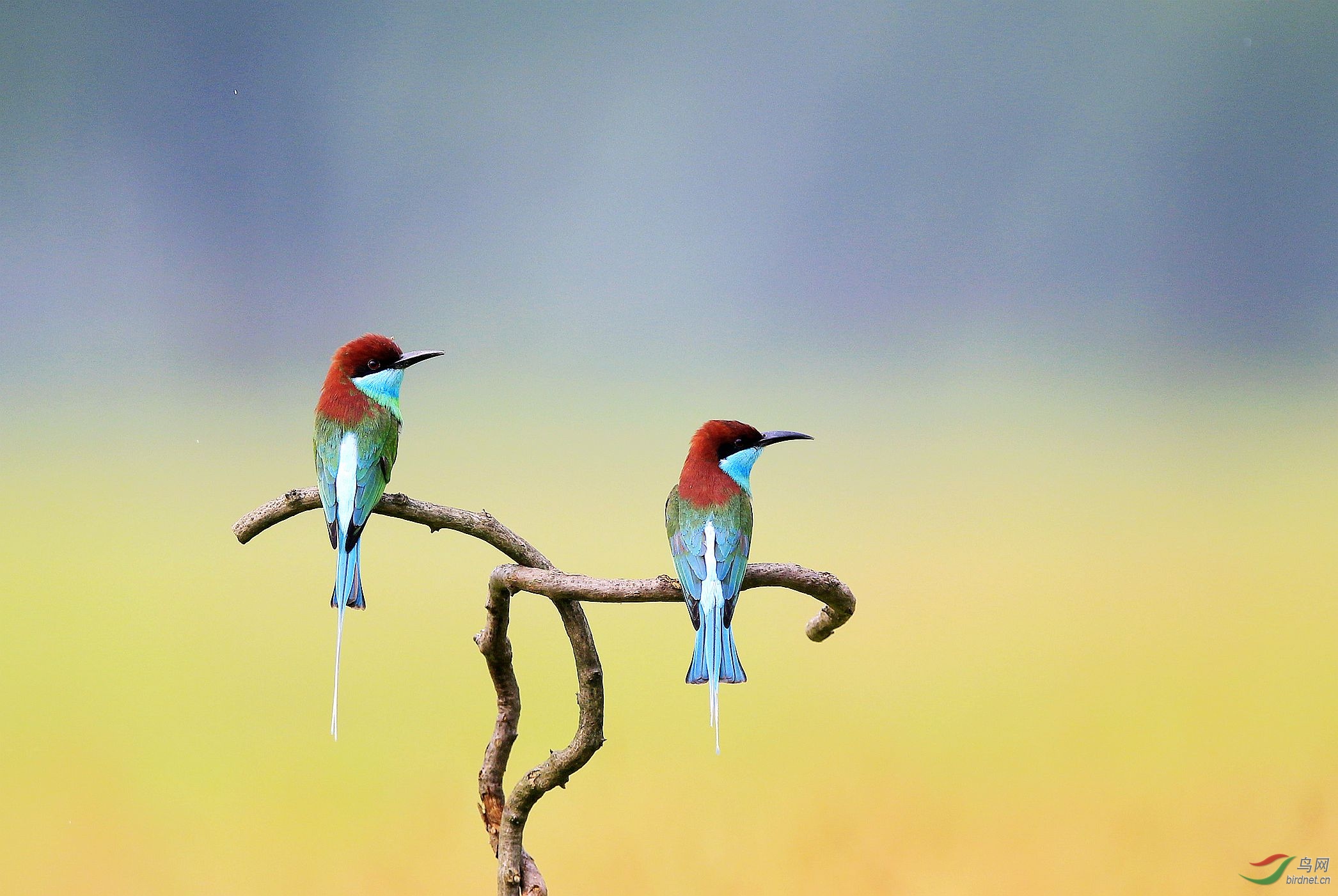 左顾右盼(左顾右盼类似的词语) 左顾右盼(左顾右盼类似的词语)