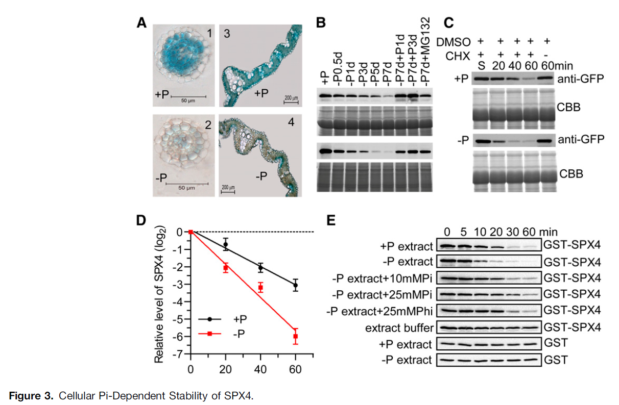 PHR(phrases是什么意思)